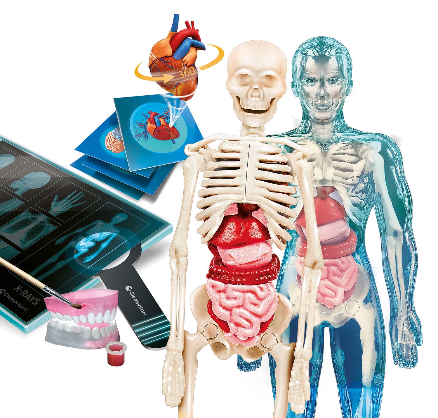 Clementoni Super Anatomy Science Kit